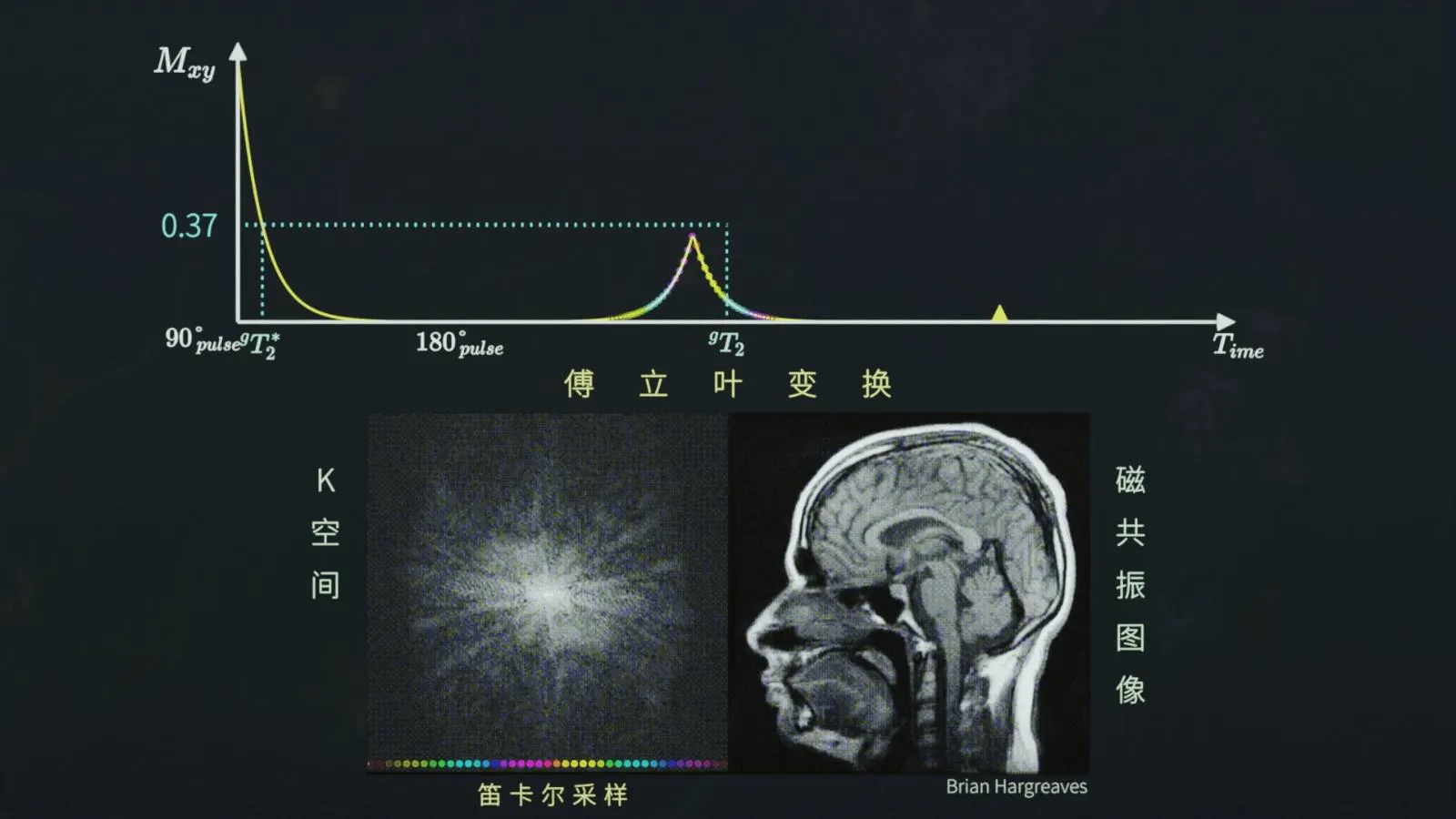 三维演示磁共振成像（MRI）原理
